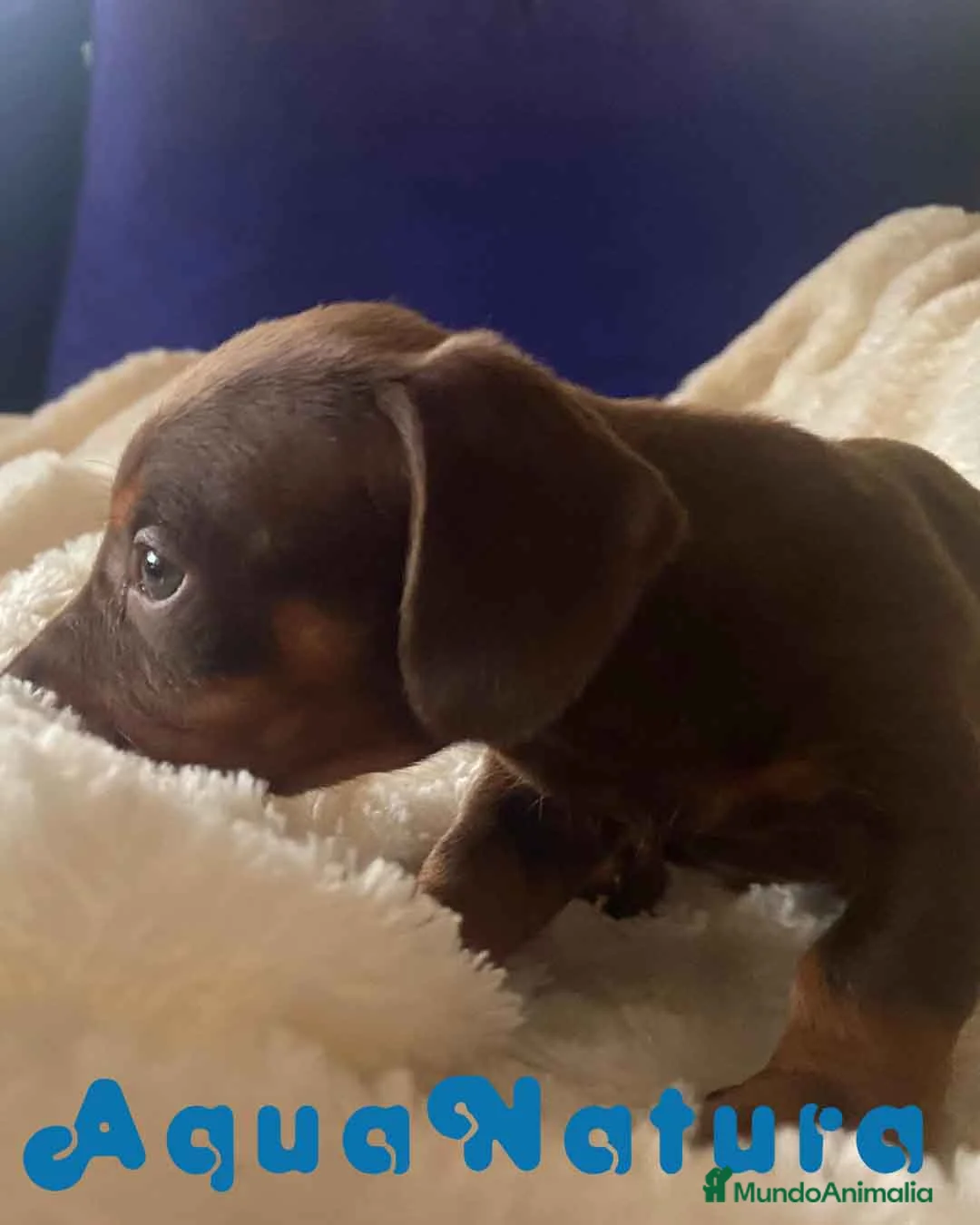 Teckel Miniatura perros en venta:  Teckel Macho de Kily y Tilo 1884 AQUANATURA en Barcelona - Anuncio 7