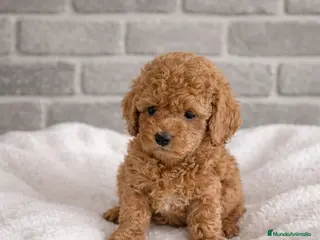 Caniche Toy perros Caniche toy - Anuncio 2