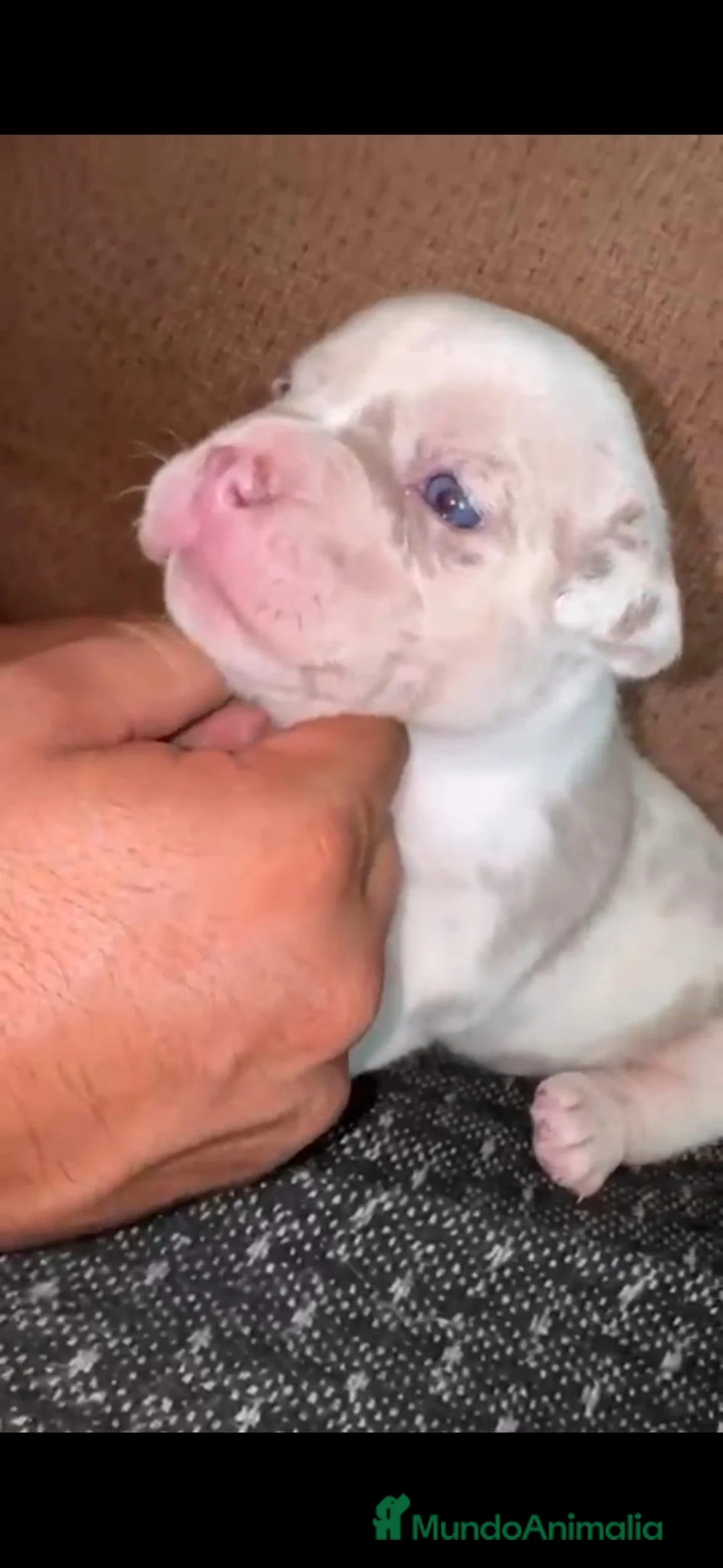 American Bully perros en venta: América bully  - Anuncio 2