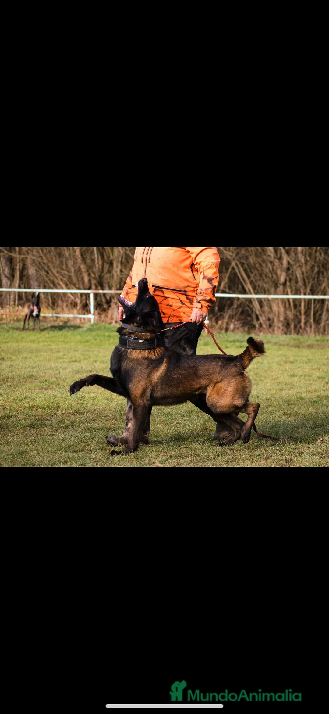 Pastor Belga Malinois perros en venta: Cachorros de Malinois carbonados  - Anuncio 6