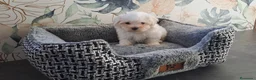 Bichón Maltés perros en venta: Cachorritas de Bichon Maltes  - Anuncio 2