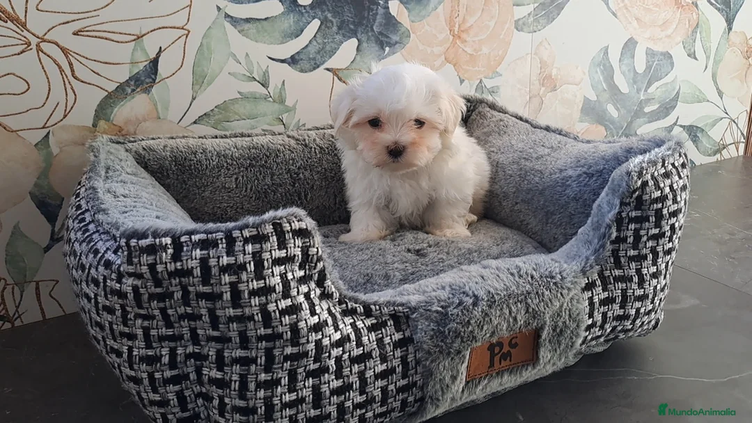 Bichón Maltés perros en venta: Cachorritas de Bichon Maltes  - Anuncio 2