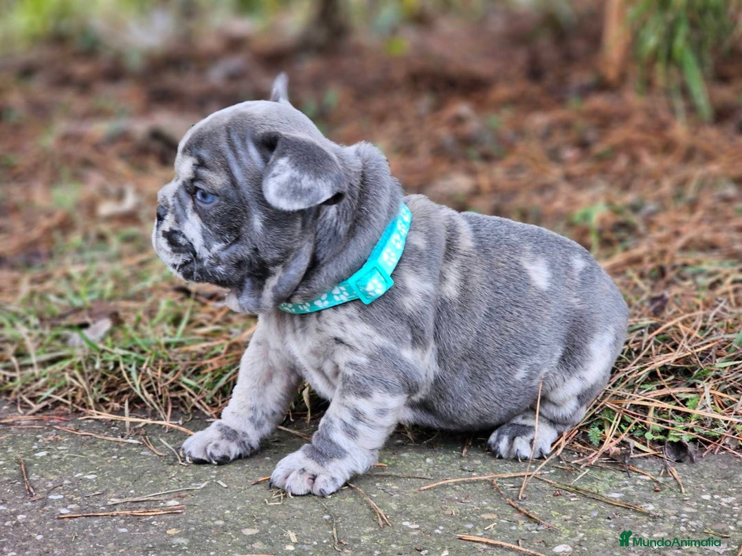 Bulldog Francés perros en venta: ‼️‼️BULLDOG FRANCES EXOTICOS - Anuncio 9