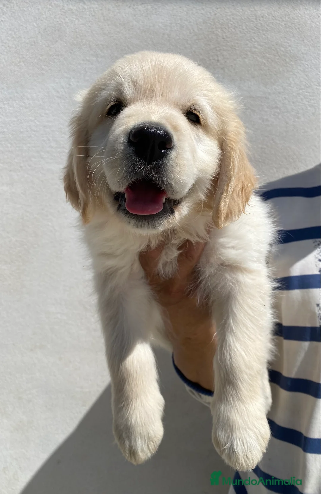 Golden Retriever perros en venta: Golden retriever  en Madrid - Anuncio 3