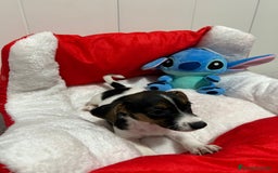 Jack Russell Terrier perros en venta: Jack Russell increíble camada - Imagen 5