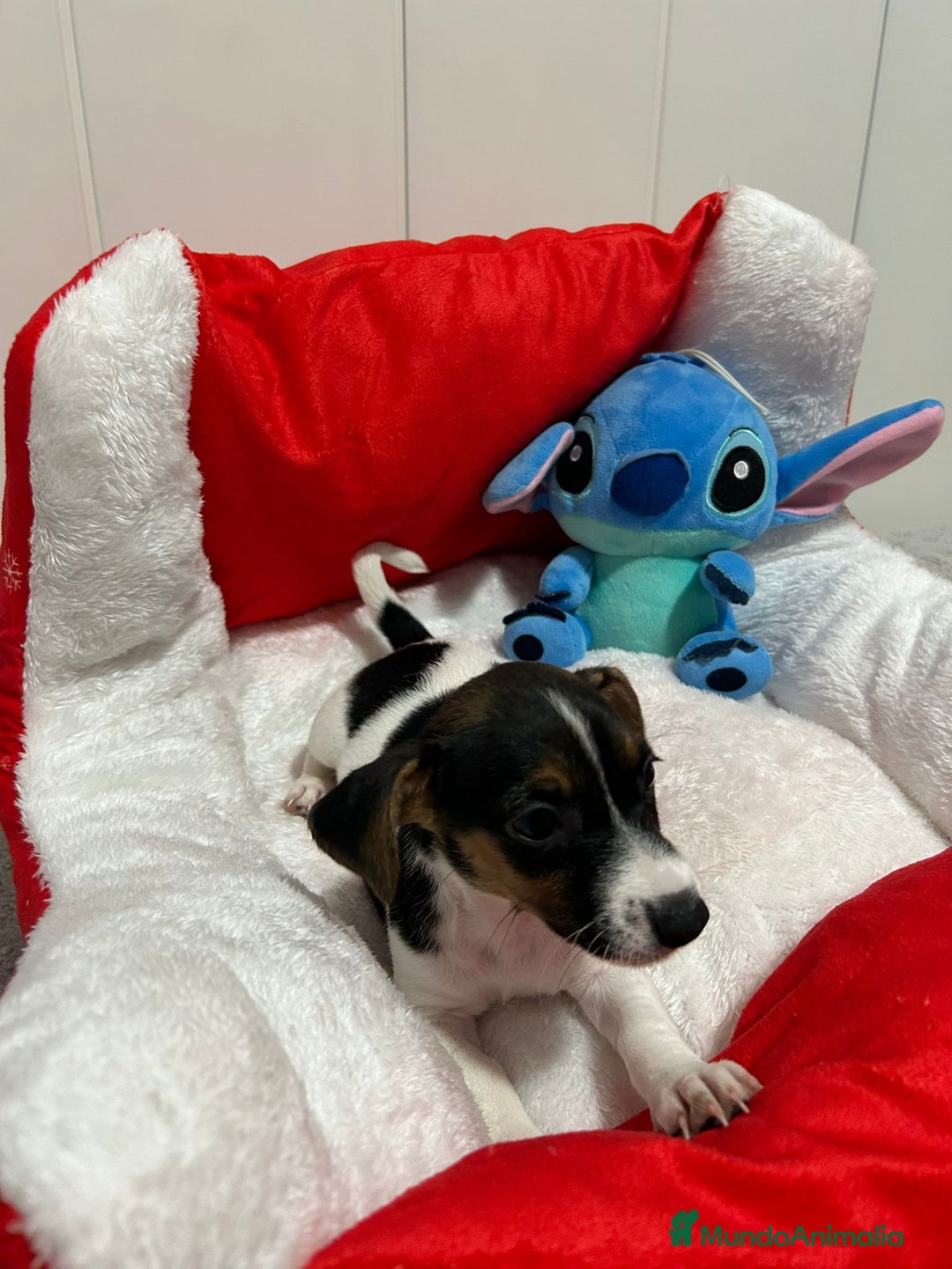 Jack Russell Terrier perros en venta: Jack Russell increíble camada - Imagen 5