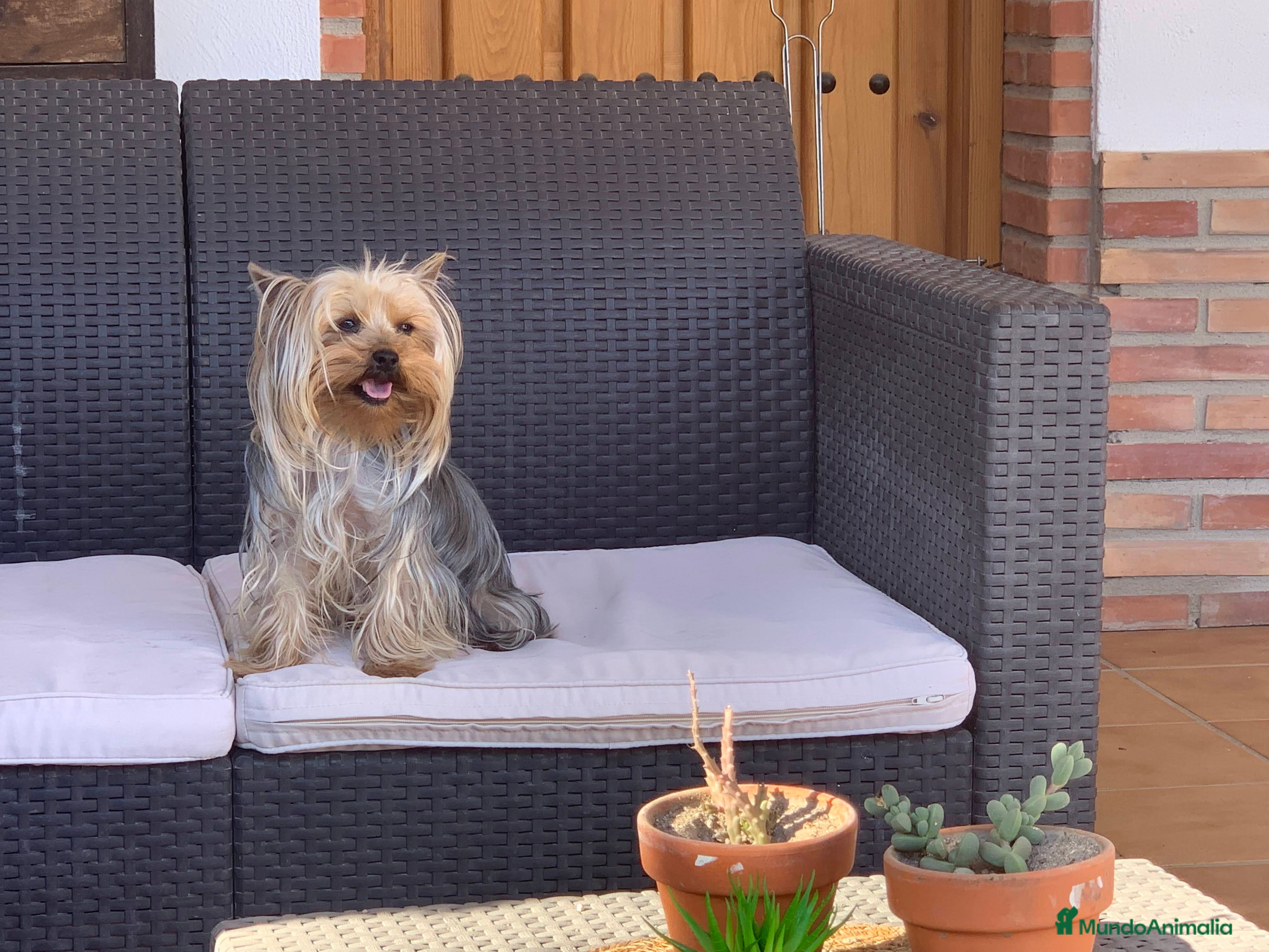 Yorkshire Terrier perros Yorkshire Toy - Anuncio 2