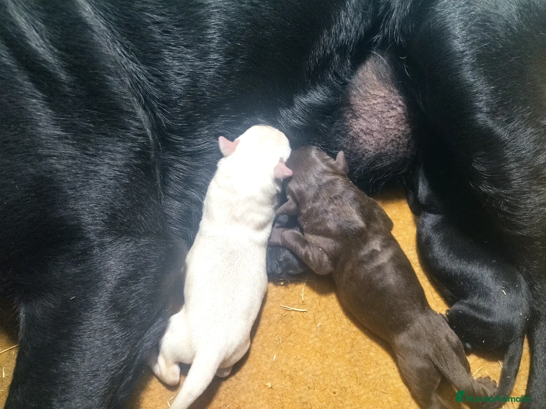 Labrador Retriever perros en venta: Cachorros de labrador negros - Anuncio 6