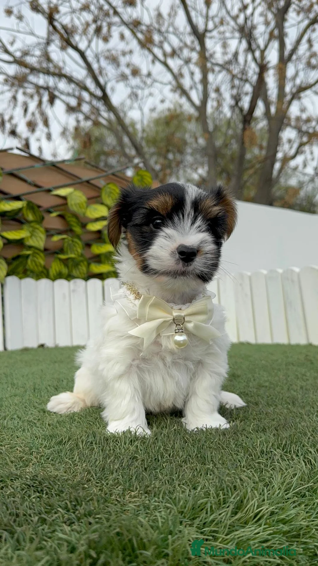 Yorkshire Terrier perros en venta: YORKSHIRE BIEWER - Anuncio 14