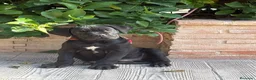 Cane Corso perros en venta: Cachorro cane corso - Anuncio 2
