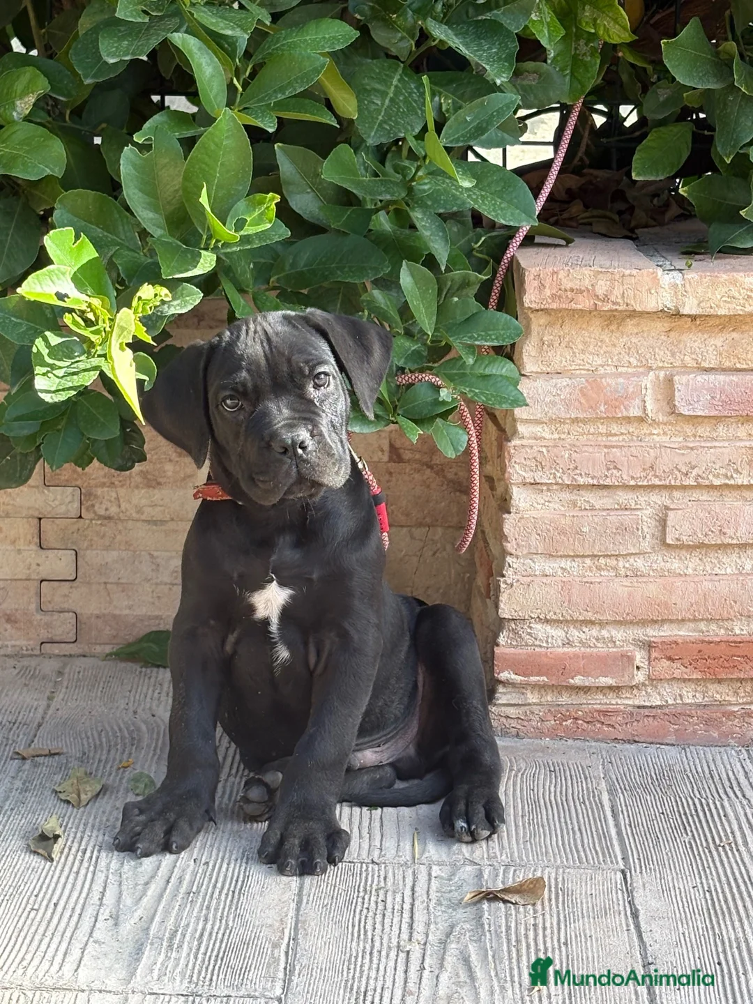 Cane Corso perros en venta: Cachorro cane corso - Anuncio 2