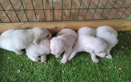 Golden Retriever perros en venta: 2 Últimos cachorro de Golden Macho disponible - Imagen 1