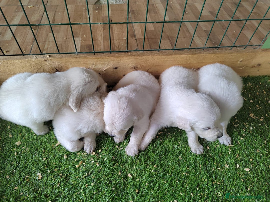 Golden Retriever perros en venta: 2 Últimos cachorro de Golden Macho disponible - Imagen 1