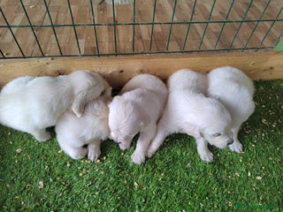 Golden Retriever perros - Anuncio 4