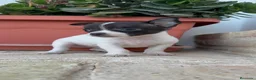 Chihuahua perros en venta: CHIHUAHUA MACHO BICOLOR CHOCOLATE Y BLANCO - Anuncio 7