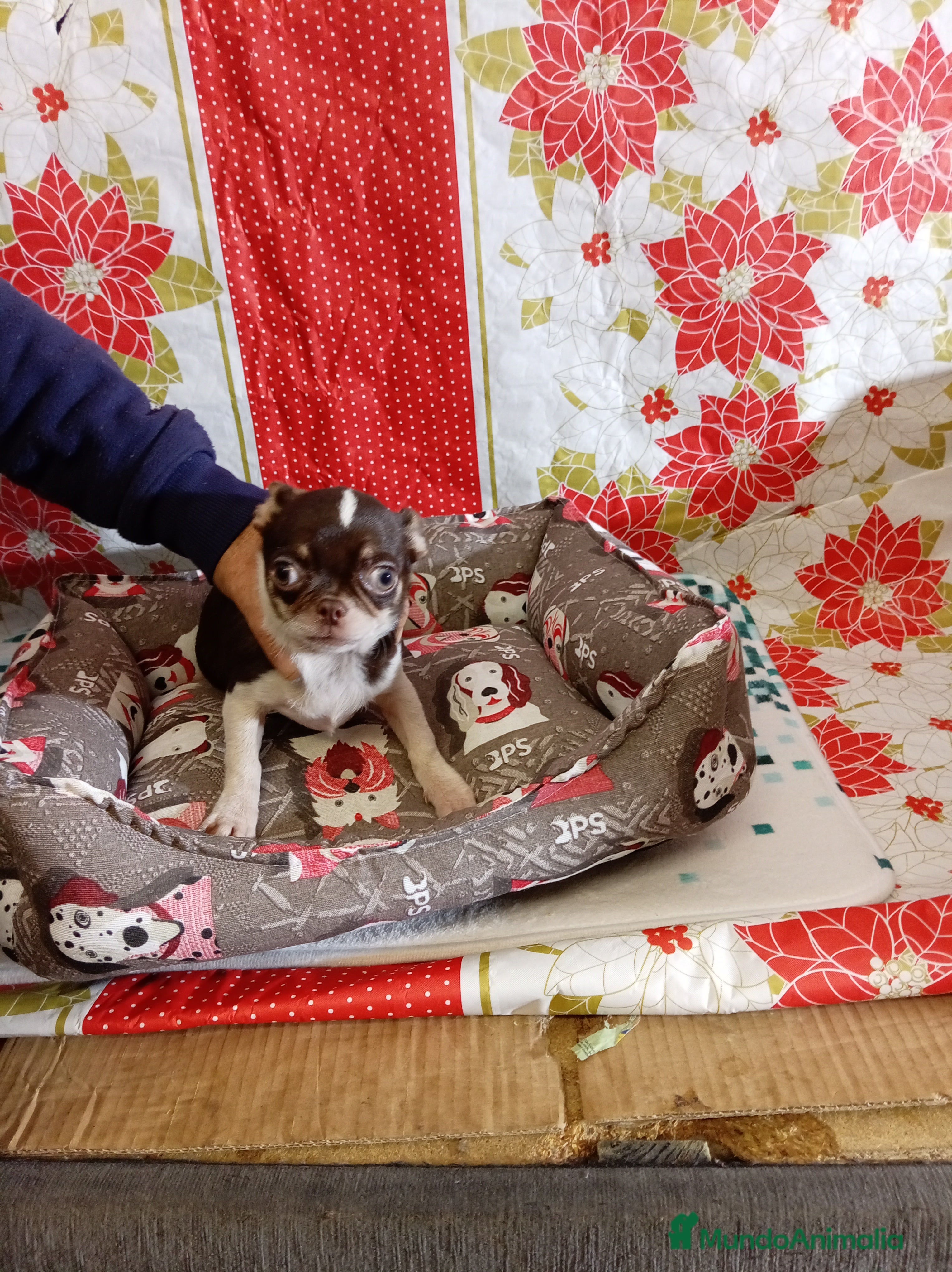 Chihuahua perros Chihuahuas toy - Anuncio 1