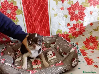 Chihuahua perros Chihuahuas toy - Anuncio 6