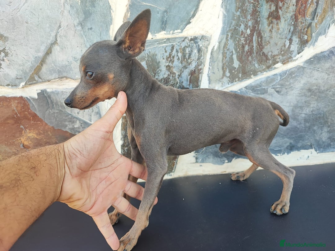 Ratón de Praga perros para monta: RATÓN DE PRAGA (MONTAS) - Anuncio 1