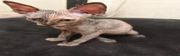 Sphynx gatos en venta: Preciosa hembrita sphynx  - Anuncio 3