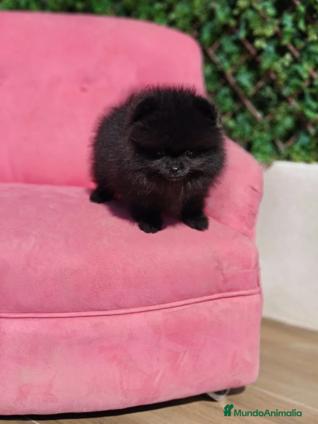 Pomerania perros en venta: Pomerania  - Anuncio 4