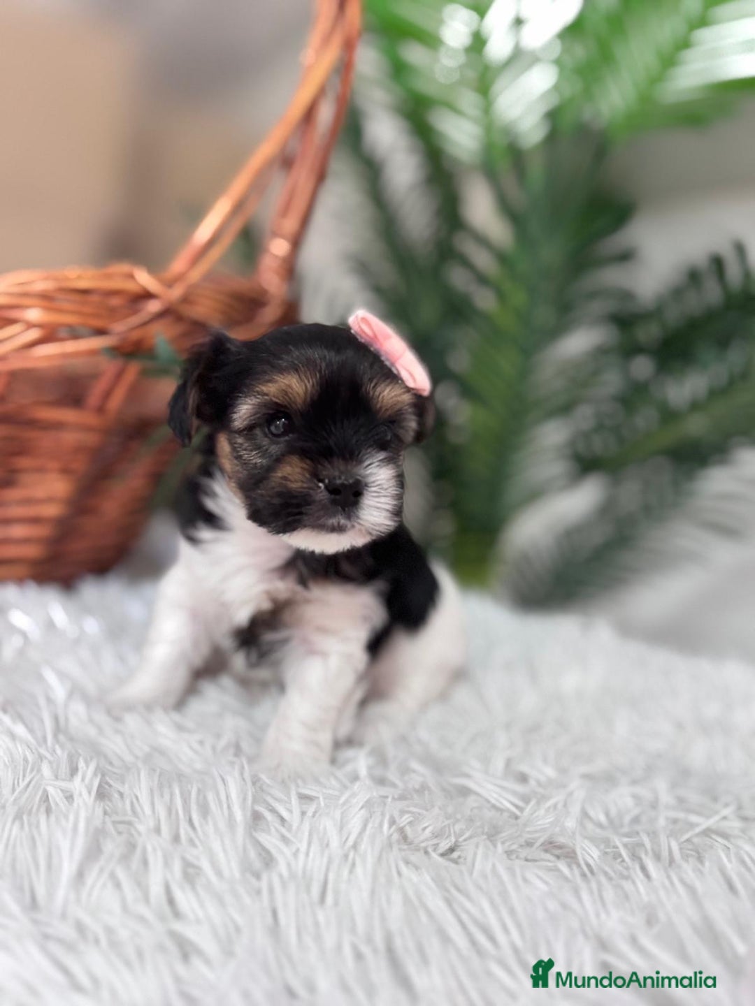 Yorkshire Terrier perros en venta: YORKSHIRE BIEWER HEMBRA - Anuncio 3