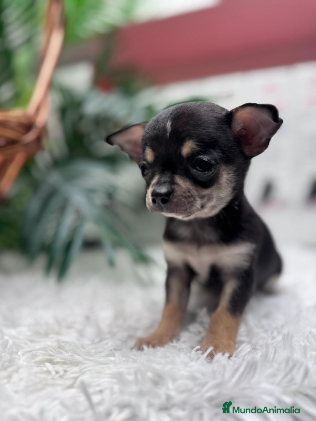 Chihuahua perros en venta: CHIHUAHUA MACHO - Anuncio 12