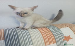 Siamés gatos en venta: Siamés última hembra - Imagen 1