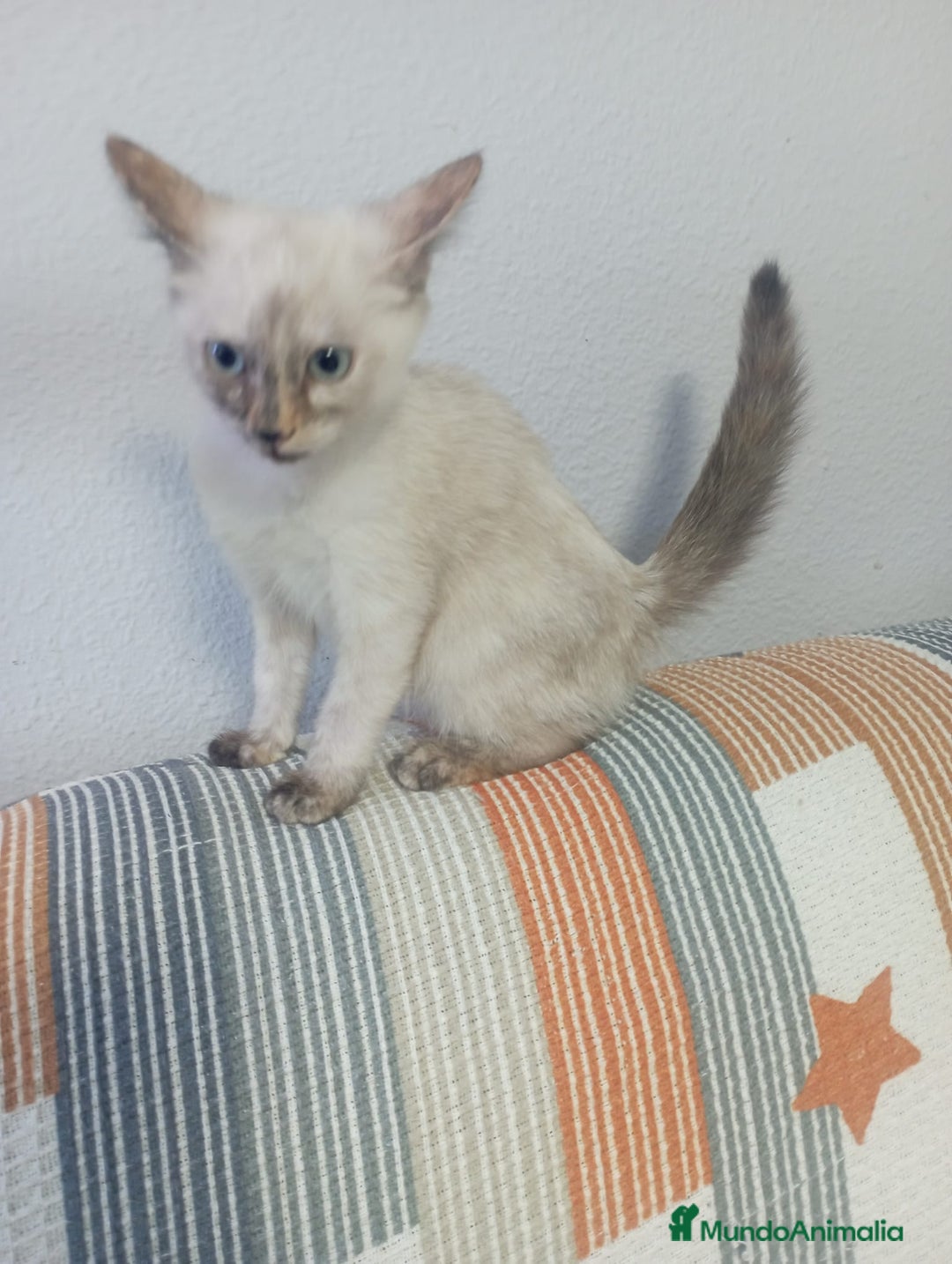 Siamés gatos en venta: Siamés última hembra - Imagen 1