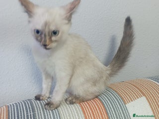 Siamés gatos - Anuncio 12