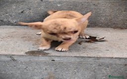 Chihuahua perros en venta: Chihuahua Toy hembra atigrada  - Imagen 3