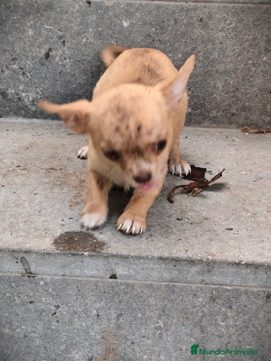 Chihuahua perros en venta: Chihuahua Toy hembra atigrada  - Imagen 3