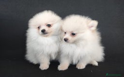 Pomerania perros en venta: POMERANIA - Anuncio 5