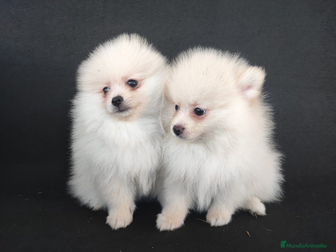 Pomerania perros en venta: POMERANIA - Anuncio 5