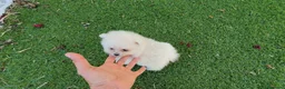 Pomerania perros en venta: Pomerania Toy Top  - Anuncio 10