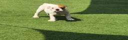 Bulldog Inglés perros en venta: Bulldog ingles machos  - Anuncio 2