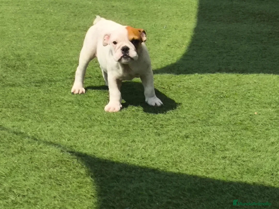 Bulldog Inglés perros en venta: Bulldog ingles machos  - Anuncio 2