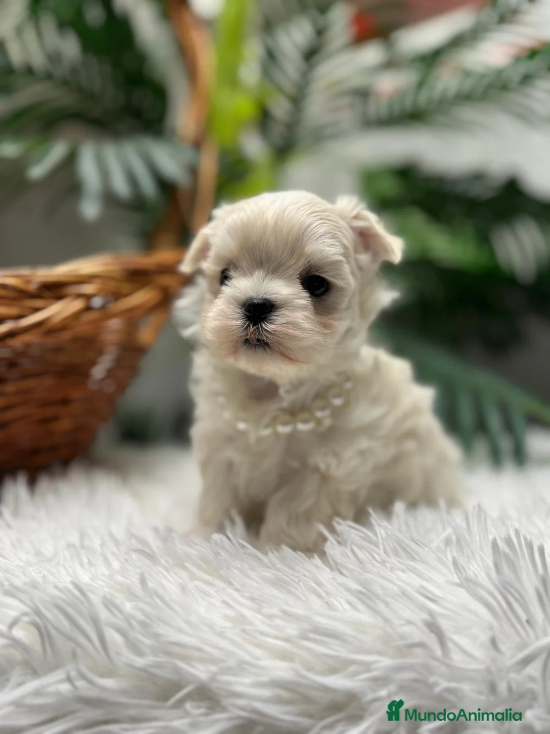 Bichón Maltés perros en venta: BICHON MALTES COREANO - Anuncio 16