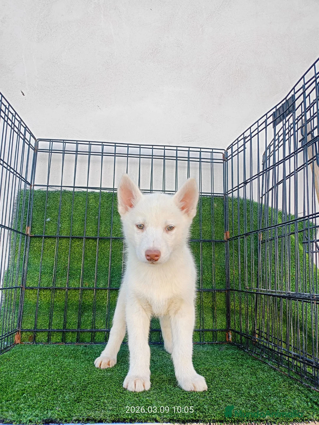 Husky Siberiano perros en venta: CACHORRRO HUSKY BLANCO - Anuncio 1