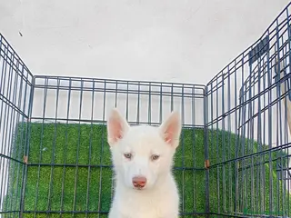 Husky Siberiano perros CACHORRRO HUSKY BLANCO - Anuncio 2