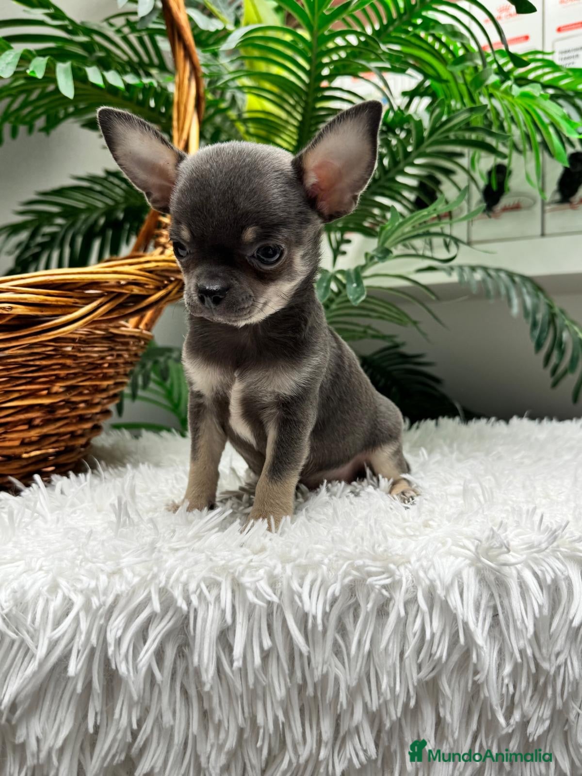 Chihuahua perros CHIHUAHUA BLUE - Anuncio 1