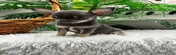 Chihuahua perros en venta: CHIHUAHUA BLUE - Anuncio 1