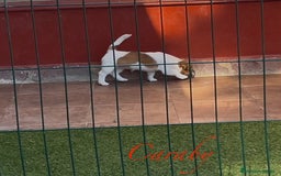 Jack Russell Terrier perros en venta: Jack Russell Terriers CARABY Benidorm  - Imagen 2