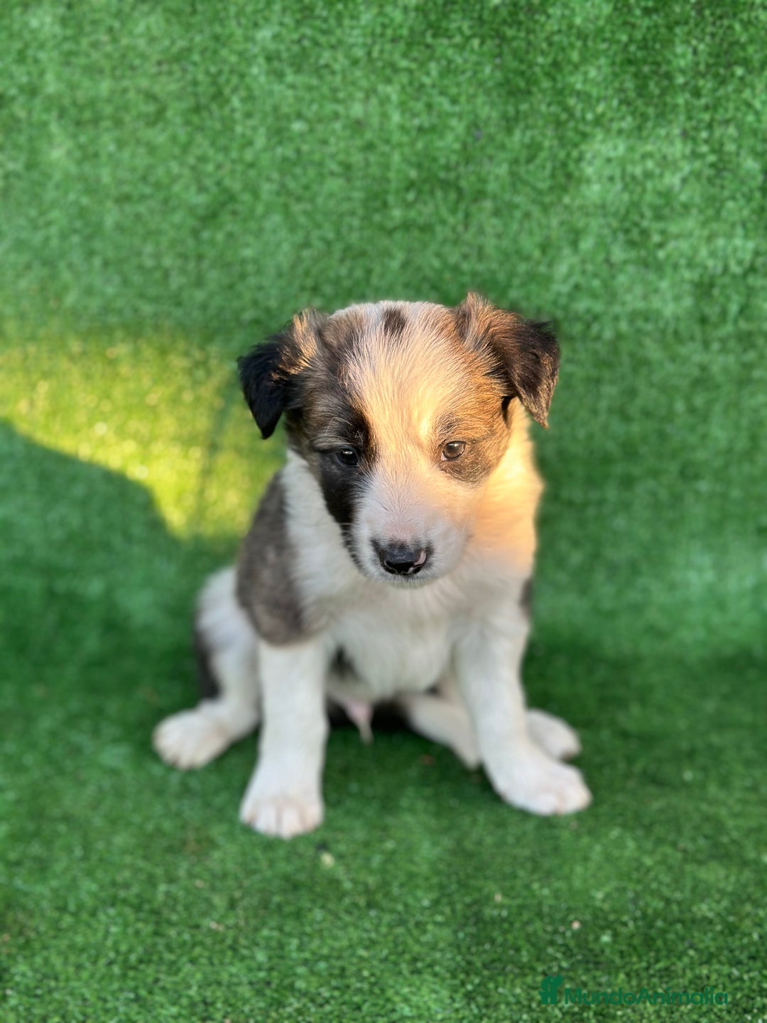 Border Collie perros en venta: Border collie  - Anuncio 2
