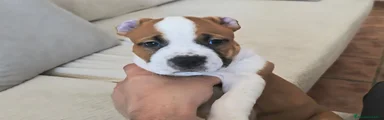 American Staffordshire-Terrier 2