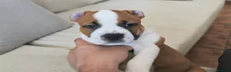 American Staffordshire-Terrier perros en venta: American staffordshire Terrier  - Anuncio 4