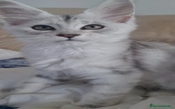 Maine Coon gatos en venta: Camada Arlequín  - Imagen 9