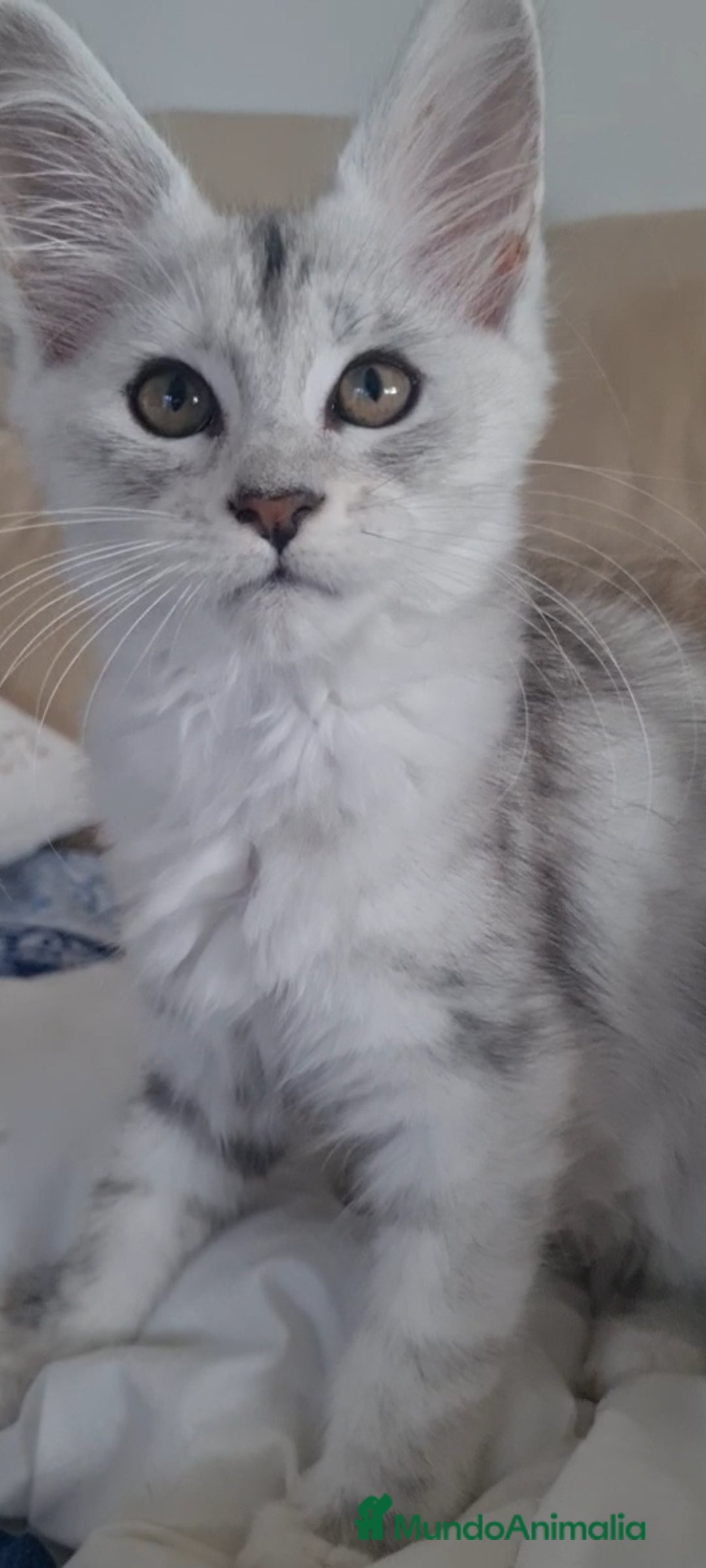 Maine Coon gatos en venta: Camada Arlequín  - Imagen 9