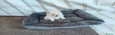 Pomerania 1