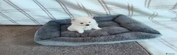 Pomerania perros en venta: POMERANIAS MACHITOS CHIQUITINES  - Anuncio 5