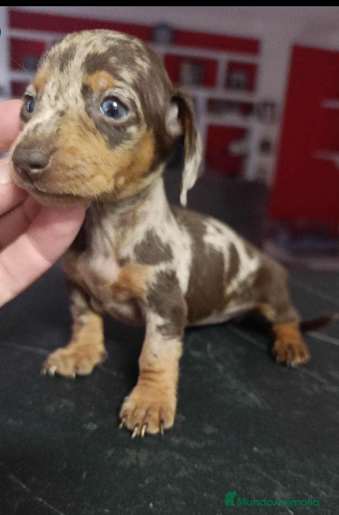 Teckel Miniatura perros en venta: Teckel kaninchen  - Anuncio 4